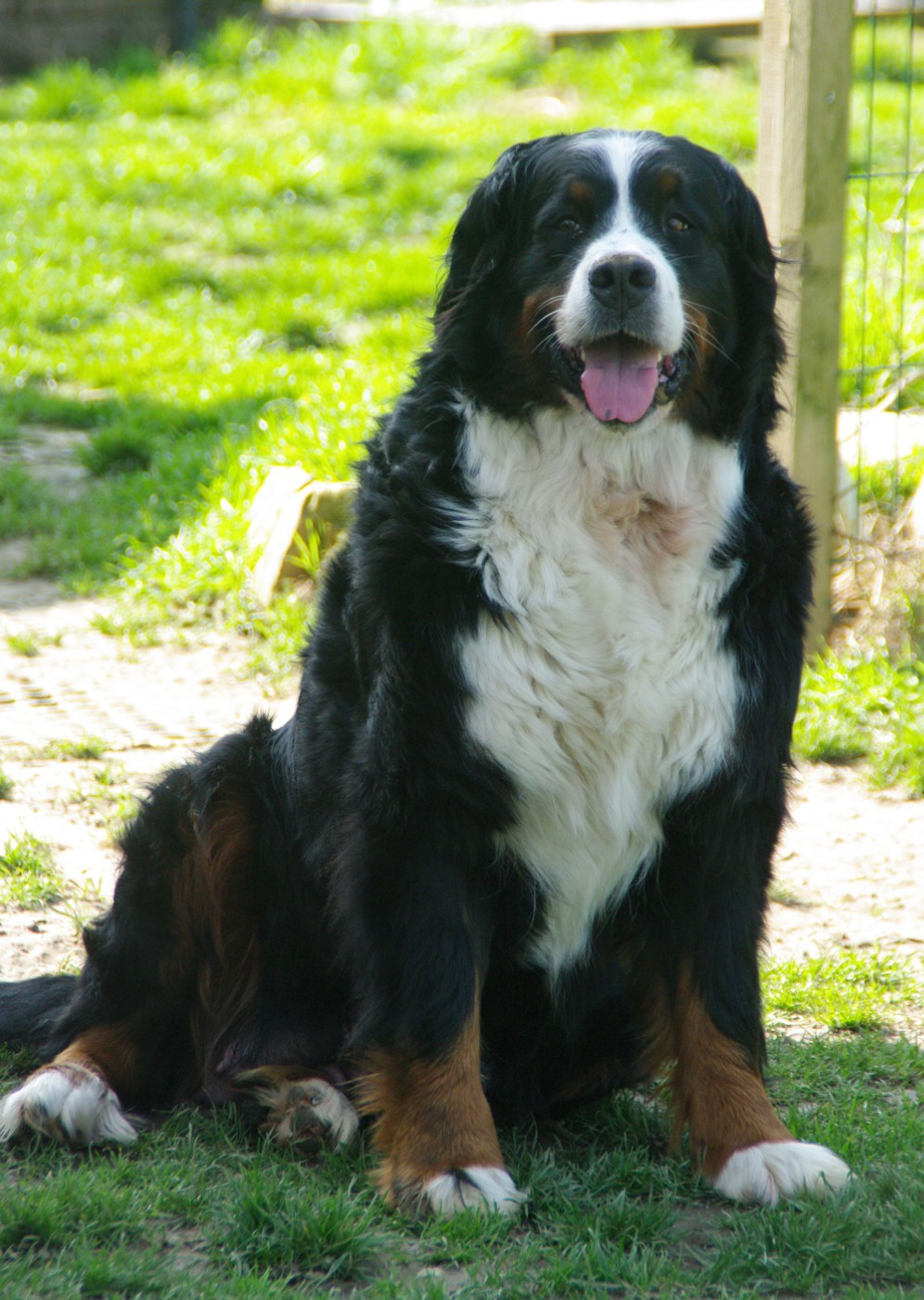 Chloé (pedge) (Sans Affixe)