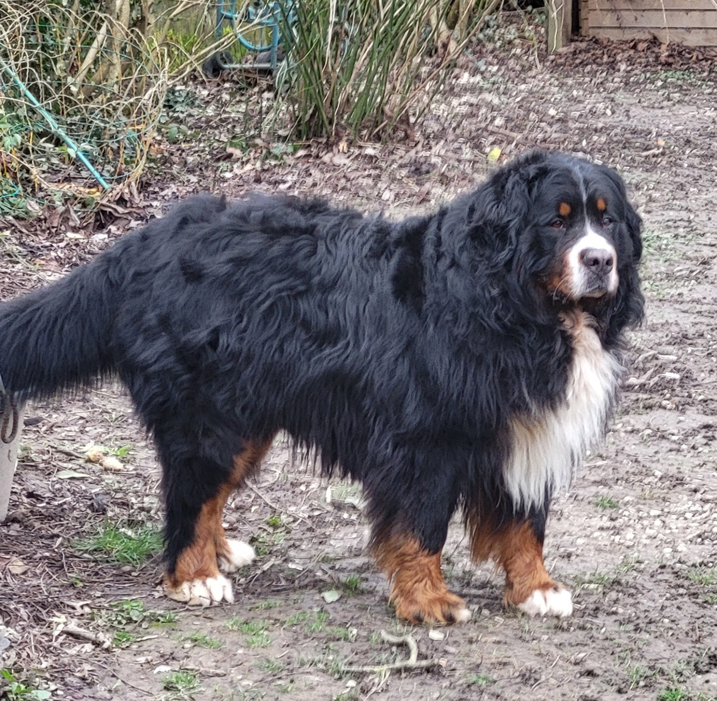 Öreghegyi-mackó Yrius