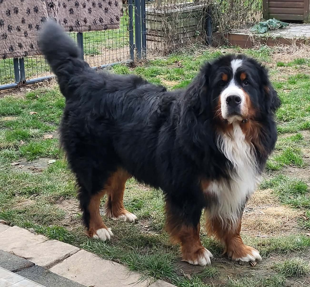 Conwell cox carallsa