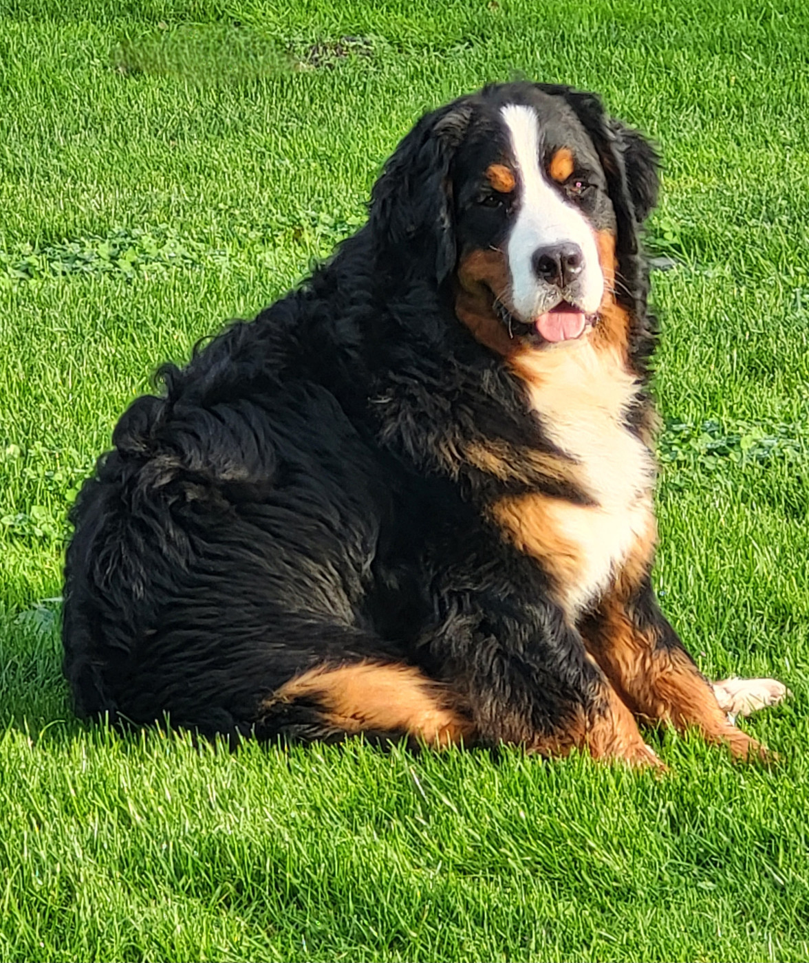 devael's Bucle up buttercup