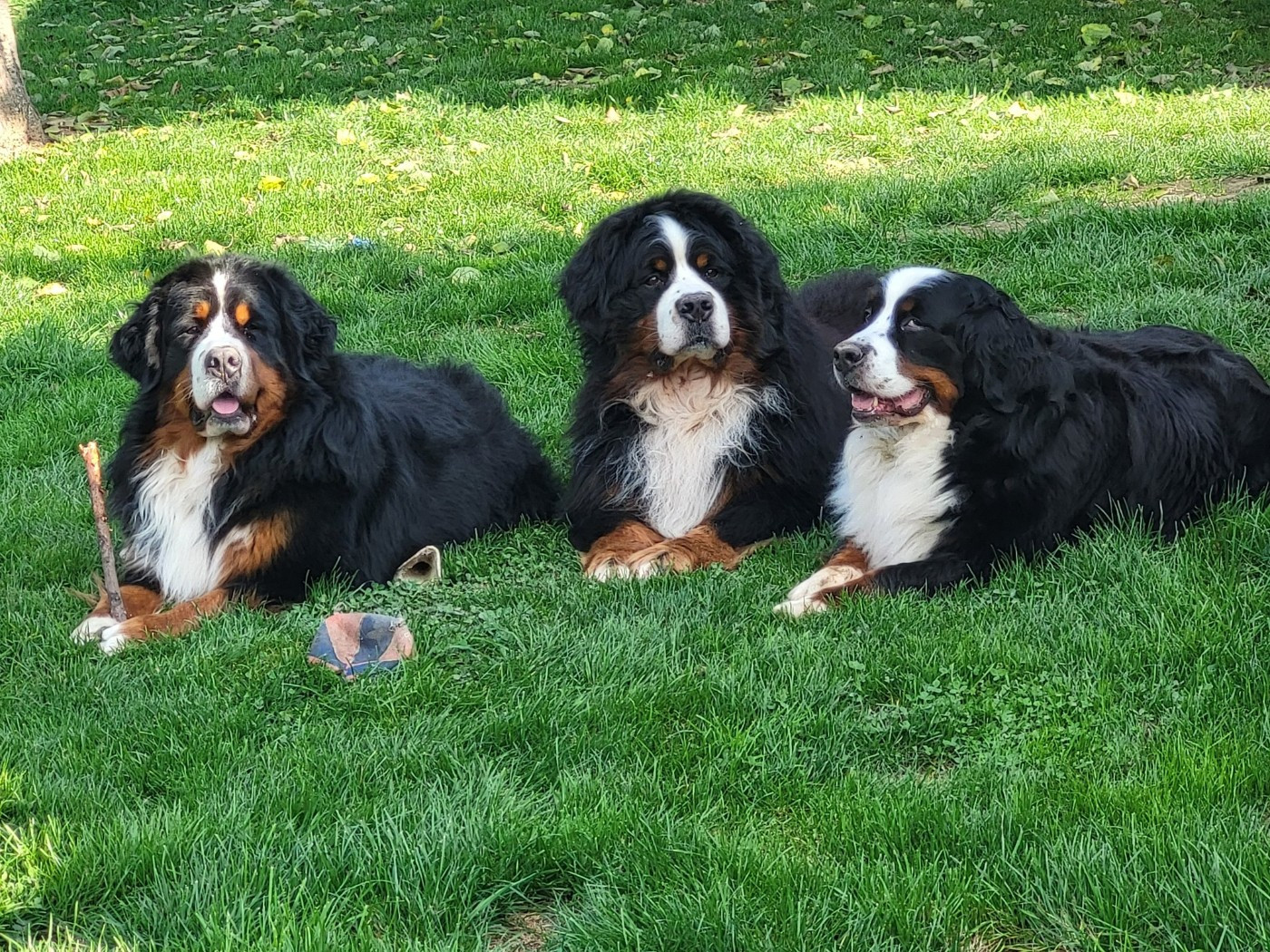 Nouvelles rubriques pour venir connaitre le bouvier bernois