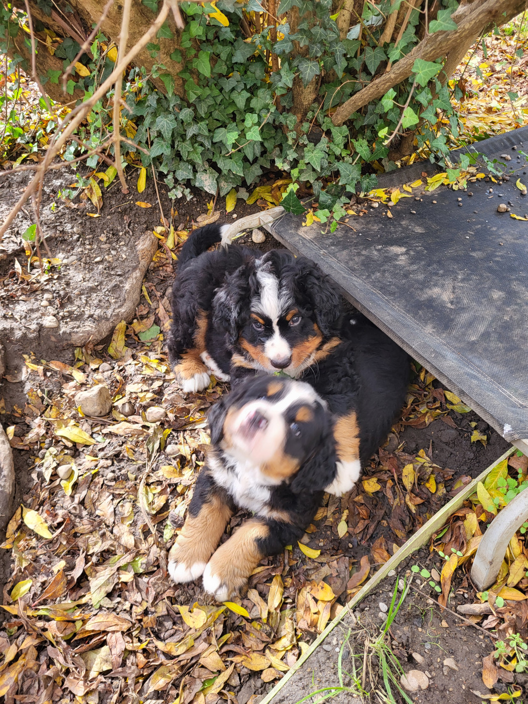 de l'empreinte de Jais - Bouvier Bernois - Portée née le 11/09/2025