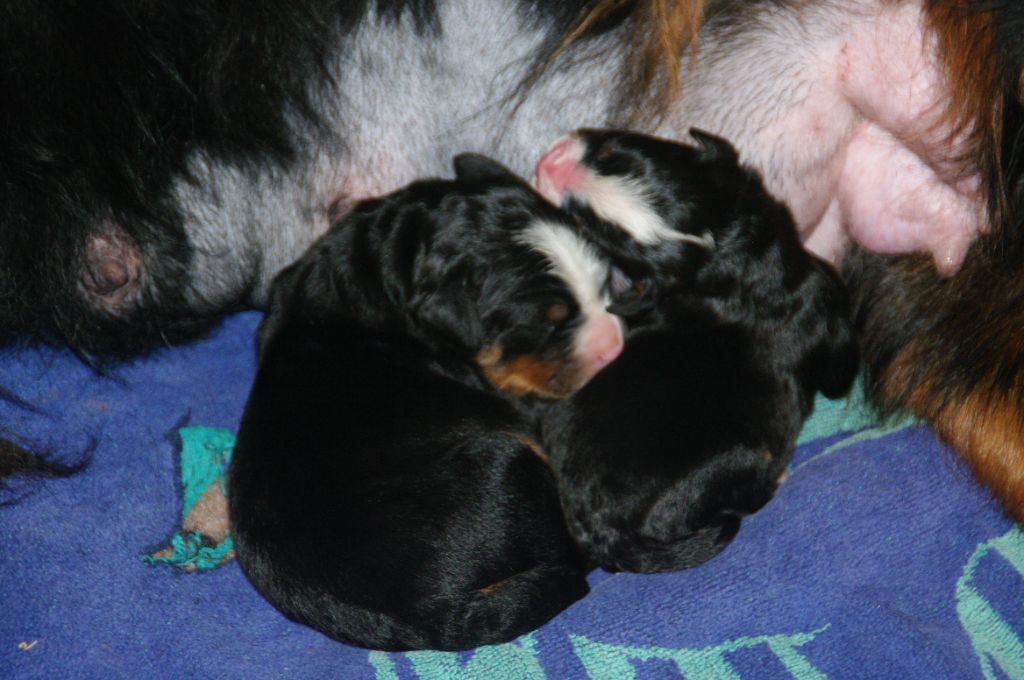 de l'empreinte de Jais - Bouvier Bernois - Portée née le 11/09/2025