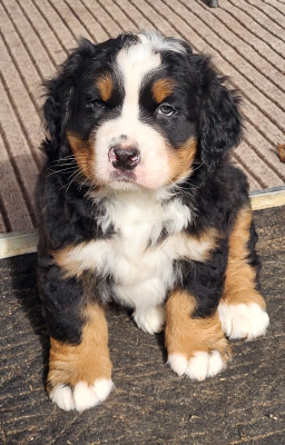 ABSOLUTE LOVELY QUINCY