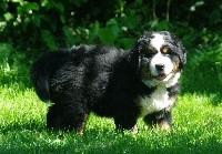 Sweety