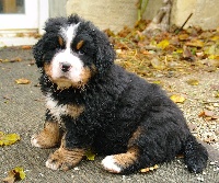 Mister Tango