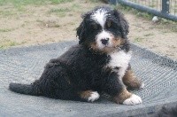 Scotty